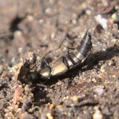 Philonthus decorus