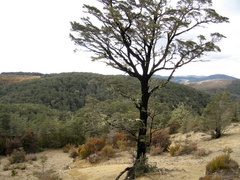 Nothofagus