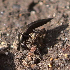 Philonthus decorus