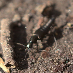 Philonthus decorus
