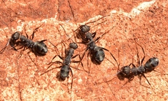 Iberoformica subrufa