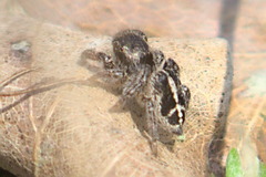 Pellenes tripunctatus