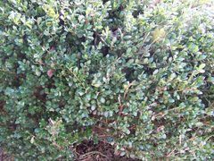 Buxus