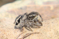 Pellenes tripunctatus