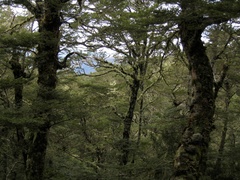 Nothofagus