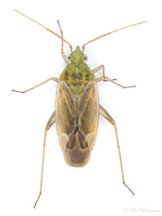 Tinicephalus hortulanus