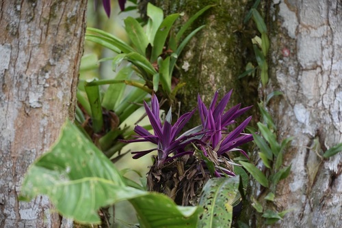 Tradescantia spathacea