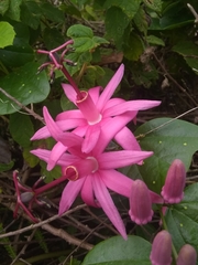 Passiflora orbiculata