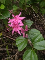 Passiflora orbiculata