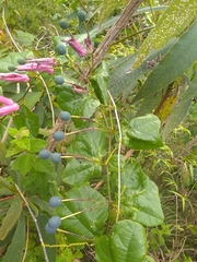 Passiflora orbiculata