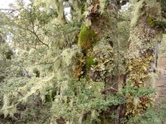 Nothofagus