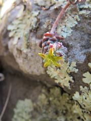 Sedum pacense