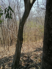 Chloroleucon mangense