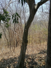 Chloroleucon mangense