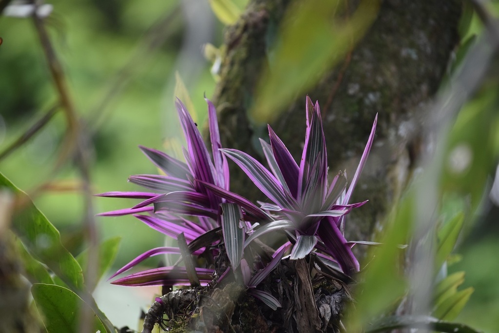 Tradescantia spathacea, Limón, Costa Rica