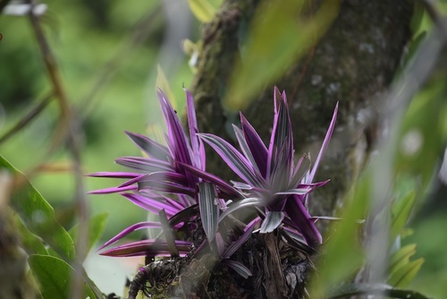 Tradescantia spathacea