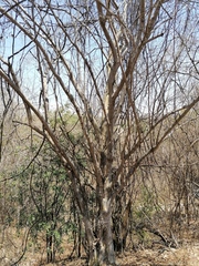 Maclura tinctoria