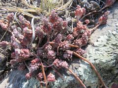 Sedum pacense