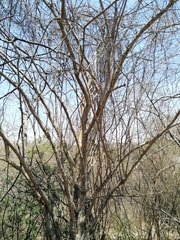Maclura tinctoria
