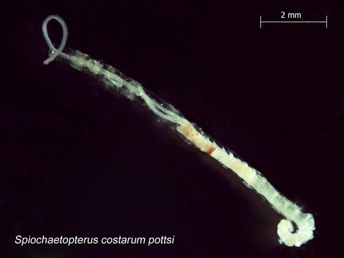 glassy tubeworm