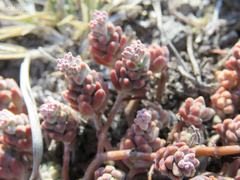 Sedum pacense