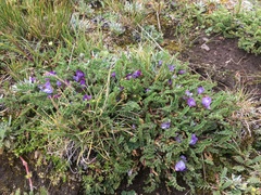 Astragalus peruvianus