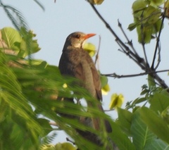 Turdus libonyana