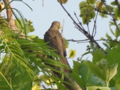 Turdus libonyana