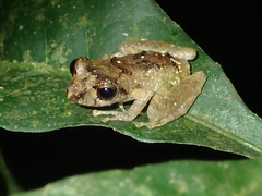 Pristimantis luscombei