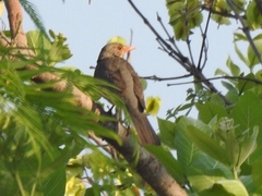 Turdus libonyana