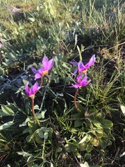 Primula poetica
