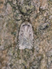 Agonopterix canadensis