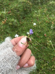 Astragalus uniflorus