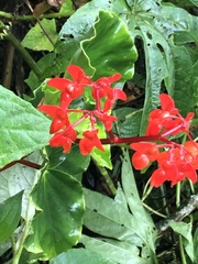 Begonia stenotepala