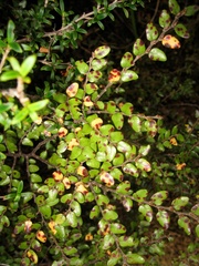 Nothofagus