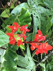 Begonia stenotepala