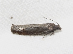 Pseudexentera mali