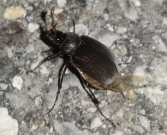 Maladera holosericea