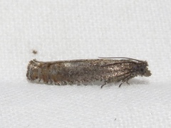 Pseudexentera mali