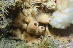 Haliclona xena