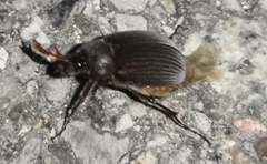 Maladera holosericea