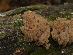 Artomyces pyxidatus