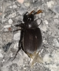 Maladera holosericea