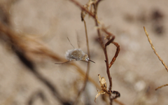 Hallidia plumipilosa