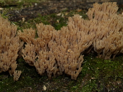 Artomyces pyxidatus
