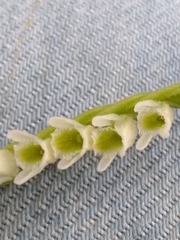 Spiranthes torta