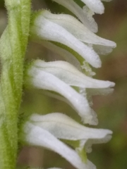 Spiranthes torta