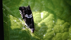 Grapholita discretana