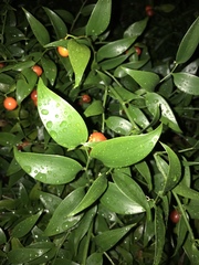 Ruscus
