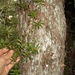 Podocarpus laetus - Photo (c) Jon Sullivan, μερικά δικαιώματα διατηρούνται (CC BY)
